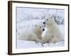 Polar Bears (Ursus Maritimus), Churchill, Hudson Bay, Manitoba, Canada-Thorsten Milse-Framed Photographic Print