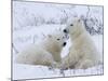 Polar Bears (Ursus Maritimus), Churchill, Hudson Bay, Manitoba, Canada-Thorsten Milse-Mounted Photographic Print