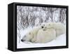 Polar Bears (Ursus Maritimus), Churchill, Hudson Bay, Manitoba, Canada-Thorsten Milse-Framed Stretched Canvas