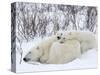 Polar Bears (Ursus Maritimus), Churchill, Hudson Bay, Manitoba, Canada-Thorsten Milse-Stretched Canvas