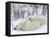 Polar Bears (Ursus Maritimus), Churchill, Hudson Bay, Manitoba, Canada-Thorsten Milse-Framed Stretched Canvas