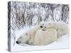 Polar Bears (Ursus Maritimus), Churchill, Hudson Bay, Manitoba, Canada-Thorsten Milse-Stretched Canvas