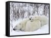 Polar Bears (Ursus Maritimus), Churchill, Hudson Bay, Manitoba, Canada-Thorsten Milse-Framed Stretched Canvas