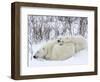 Polar Bears (Ursus Maritimus), Churchill, Hudson Bay, Manitoba, Canada-Thorsten Milse-Framed Photographic Print