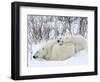 Polar Bears (Ursus Maritimus), Churchill, Hudson Bay, Manitoba, Canada-Thorsten Milse-Framed Photographic Print