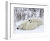 Polar Bears (Ursus Maritimus), Churchill, Hudson Bay, Manitoba, Canada-Thorsten Milse-Framed Photographic Print