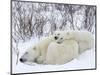 Polar Bears (Ursus Maritimus), Churchill, Hudson Bay, Manitoba, Canada-Thorsten Milse-Mounted Photographic Print