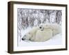 Polar Bears (Ursus Maritimus), Churchill, Hudson Bay, Manitoba, Canada-Thorsten Milse-Framed Photographic Print