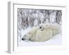 Polar Bears (Ursus Maritimus), Churchill, Hudson Bay, Manitoba, Canada-Thorsten Milse-Framed Photographic Print