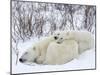 Polar Bears (Ursus Maritimus), Churchill, Hudson Bay, Manitoba, Canada-Thorsten Milse-Mounted Photographic Print