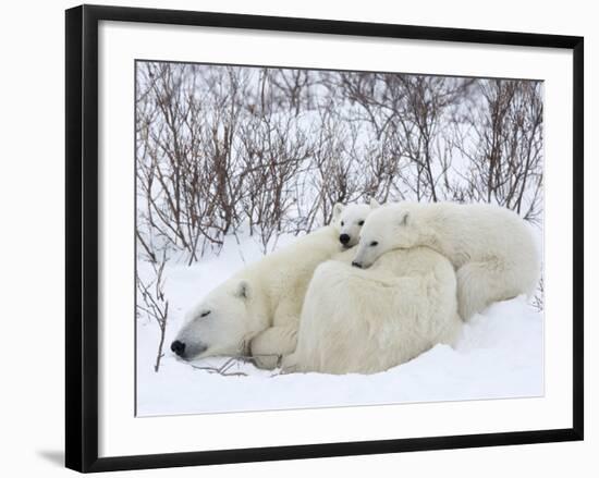 Polar Bears (Ursus Maritimus), Churchill, Hudson Bay, Manitoba, Canada-Thorsten Milse-Framed Photographic Print