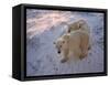 Polar Bears (Ursus Maritimus), Churchill, Hudson Bay, Manitoba, Canada-Thorsten Milse-Framed Stretched Canvas