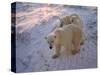 Polar Bears (Ursus Maritimus), Churchill, Hudson Bay, Manitoba, Canada-Thorsten Milse-Stretched Canvas