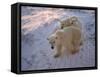 Polar Bears (Ursus Maritimus), Churchill, Hudson Bay, Manitoba, Canada-Thorsten Milse-Framed Stretched Canvas