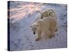 Polar Bears (Ursus Maritimus), Churchill, Hudson Bay, Manitoba, Canada-Thorsten Milse-Stretched Canvas