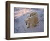 Polar Bears (Ursus Maritimus), Churchill, Hudson Bay, Manitoba, Canada-Thorsten Milse-Framed Photographic Print