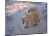 Polar Bears (Ursus Maritimus), Churchill, Hudson Bay, Manitoba, Canada-Thorsten Milse-Mounted Photographic Print