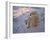 Polar Bears (Ursus Maritimus), Churchill, Hudson Bay, Manitoba, Canada-Thorsten Milse-Framed Photographic Print