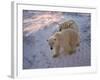 Polar Bears (Ursus Maritimus), Churchill, Hudson Bay, Manitoba, Canada-Thorsten Milse-Framed Photographic Print