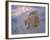 Polar Bears (Ursus Maritimus), Churchill, Hudson Bay, Manitoba, Canada-Thorsten Milse-Framed Photographic Print