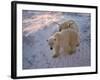 Polar Bears (Ursus Maritimus), Churchill, Hudson Bay, Manitoba, Canada-Thorsten Milse-Framed Photographic Print