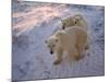 Polar Bears (Ursus Maritimus), Churchill, Hudson Bay, Manitoba, Canada-Thorsten Milse-Mounted Photographic Print