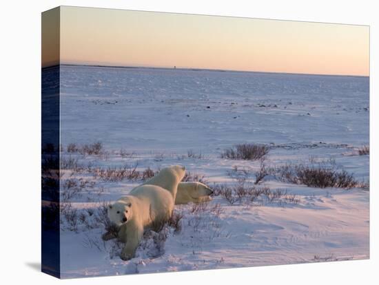 Polar Bears (Ursus Maritimus), Churchill, Hudson Bay, Manitoba, Canada-Thorsten Milse-Stretched Canvas