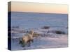 Polar Bears (Ursus Maritimus), Churchill, Hudson Bay, Manitoba, Canada-Thorsten Milse-Stretched Canvas