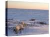 Polar Bears (Ursus Maritimus), Churchill, Hudson Bay, Manitoba, Canada-Thorsten Milse-Stretched Canvas