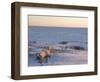 Polar Bears (Ursus Maritimus), Churchill, Hudson Bay, Manitoba, Canada-Thorsten Milse-Framed Photographic Print