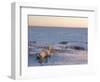 Polar Bears (Ursus Maritimus), Churchill, Hudson Bay, Manitoba, Canada-Thorsten Milse-Framed Photographic Print