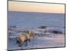 Polar Bears (Ursus Maritimus), Churchill, Hudson Bay, Manitoba, Canada-Thorsten Milse-Mounted Photographic Print