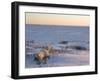 Polar Bears (Ursus Maritimus), Churchill, Hudson Bay, Manitoba, Canada-Thorsten Milse-Framed Photographic Print