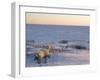 Polar Bears (Ursus Maritimus), Churchill, Hudson Bay, Manitoba, Canada-Thorsten Milse-Framed Photographic Print