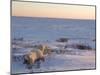 Polar Bears (Ursus Maritimus), Churchill, Hudson Bay, Manitoba, Canada-Thorsten Milse-Mounted Photographic Print