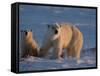 Polar Bears (Ursus Maritimus), Churchill, Hudson Bay, Manitoba, Canada-Thorsten Milse-Framed Stretched Canvas