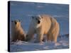 Polar Bears (Ursus Maritimus), Churchill, Hudson Bay, Manitoba, Canada-Thorsten Milse-Stretched Canvas