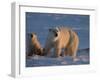 Polar Bears (Ursus Maritimus), Churchill, Hudson Bay, Manitoba, Canada-Thorsten Milse-Framed Photographic Print