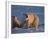 Polar Bears (Ursus Maritimus), Churchill, Hudson Bay, Manitoba, Canada-Thorsten Milse-Framed Photographic Print