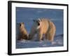 Polar Bears (Ursus Maritimus), Churchill, Hudson Bay, Manitoba, Canada-Thorsten Milse-Framed Photographic Print