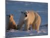 Polar Bears (Ursus Maritimus), Churchill, Hudson Bay, Manitoba, Canada-Thorsten Milse-Mounted Photographic Print