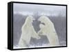 Polar Bears (Ursus Maritimus), Churchill, Hudson Bay, Manitoba, Canada-Thorsten Milse-Framed Stretched Canvas