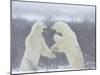 Polar Bears (Ursus Maritimus), Churchill, Hudson Bay, Manitoba, Canada-Thorsten Milse-Mounted Photographic Print