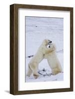 Polar Bears (Ursus maritimus) sparring in snow, Churchill Wildlife Management Area, Churchill, M...-Panoramic Images-Framed Photographic Print