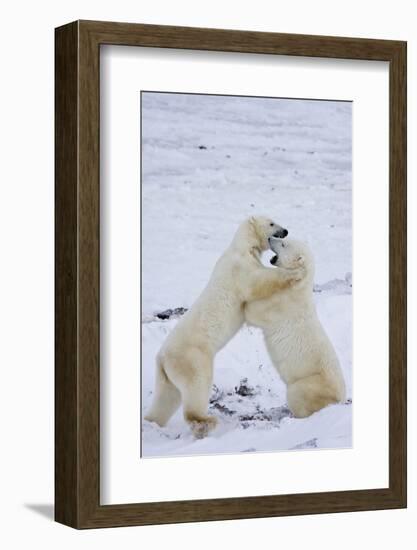 Polar Bears (Ursus maritimus) sparring in snow, Churchill Wildlife Management Area, Churchill, M...-Panoramic Images-Framed Photographic Print