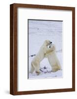 Polar Bears (Ursus maritimus) sparring in snow, Churchill Wildlife Management Area, Churchill, M...-Panoramic Images-Framed Photographic Print