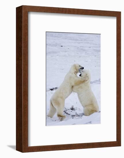 Polar Bears (Ursus maritimus) sparring in snow, Churchill Wildlife Management Area, Churchill, M...-Panoramic Images-Framed Photographic Print