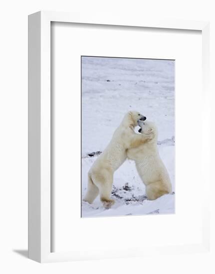 Polar Bears (Ursus maritimus) sparring in snow, Churchill Wildlife Management Area, Churchill, M...-Panoramic Images-Framed Photographic Print