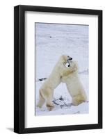 Polar Bears (Ursus maritimus) sparring in snow, Churchill Wildlife Management Area, Churchill, M...-Panoramic Images-Framed Photographic Print