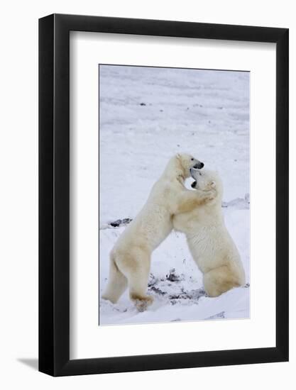 Polar Bears (Ursus maritimus) sparring in snow, Churchill Wildlife Management Area, Churchill, M...-Panoramic Images-Framed Photographic Print